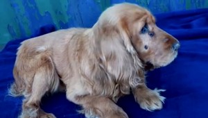 Kokeršpaniel mal po tele hnisajúce rany. Majiteľ ho vyhodil pri frekventovanej ceste