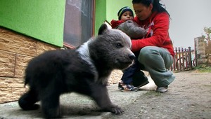 Príbeh zachráneného medvedíka Miša má šťastný koniec