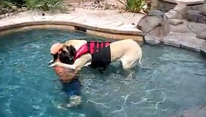 VIDEO. Ako naučiť plávať bojazlivého mastifa...