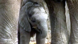 Sloníča uviazlo v bahne na niekoľko hodín. Záchrana prišla práve včas