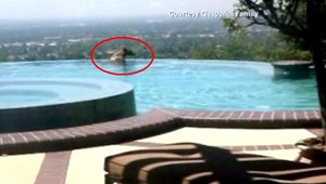 Netreba jazero, stačí bazén. Medveďovi sa u ľudí zapáčilo