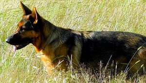 Našli uhynuté psy v záhrade. Utýral ich majiteľ, tvrdia susedia