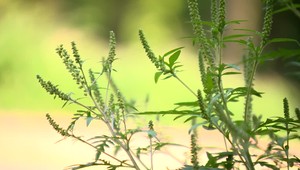 Kýchanie a kašľanie sa začínajú opäť ozývať. Sezóna alergií chytá druhý dych