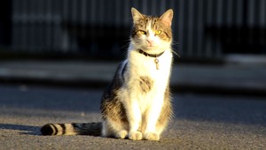 Príbeh mačky, ktorá uviazla na strome, má šťastný koniec