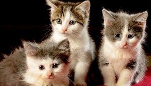 Mačka vraj odbúrava stres. Je to malý liečiteľ