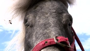 Nehodu pri Lučenci neprežil kôň, dvaja ľudia sa zranili