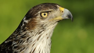 Chránené vtáky na južnom Slovensku hynú v kŕčoch, niekto ich trávi