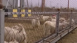 Naklonovaný cap sa stal otcom. Vedci hovoria o výnimočnej udalosti