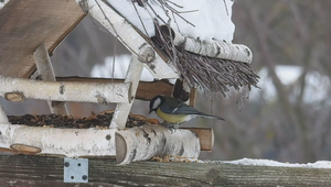 Vtáčia hodinka láme rekordy. Slováci sčítali vyše 124-tisíc vtákov