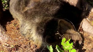 Ľudia vo Veľkej Fatre našli dvoch mŕtvych medveďov. Jeden z prípadov už rieši polícia