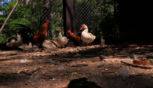 Farmár hľadá ženu 33 - Marián, Anton, Janka