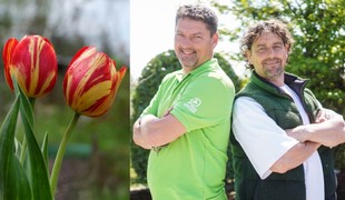 Zabudli ste na jeseň na cibuľoviny? Toto rozhodne, či rozkvitnú, ak ich zasadíte teraz!