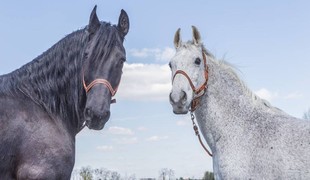Kométa z Divokých koní si buduje úspešnú hereckú kariéru: Opäť sa blysla v televízii!