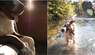 Veterinári bijú na poplach: Prehriatie psov je tichý zabijak! AKO mu zabrániť?
