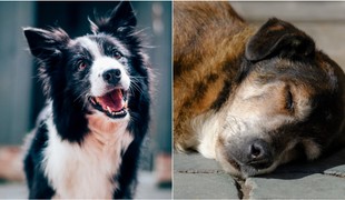 Váš pes možno trpí a vy to ani neviete: TIETO varovné signály neignorujte!