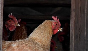 Bučkovci sú späť