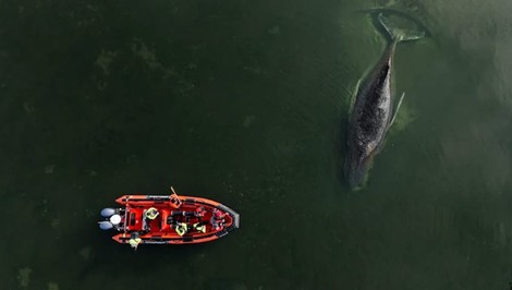 TIMMY je voľný. Uviaznutý keporkak sa dokázal oslobodiť