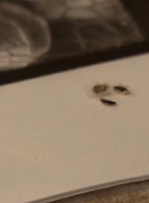 Na tele mala štípance, tak zavolala deratizéra. Bratislavčanka mala v byte bzdochy