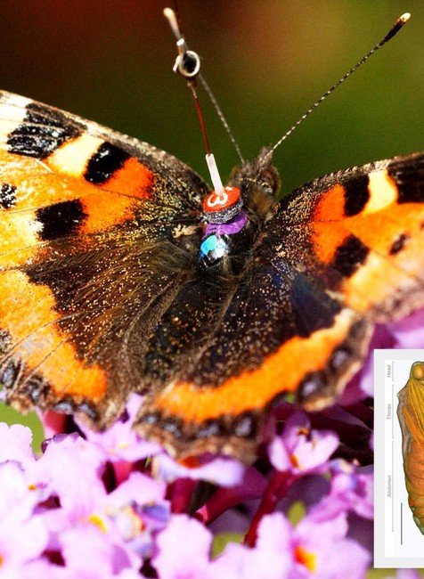 Motýľ babôčka larva kukla vývoj štádium