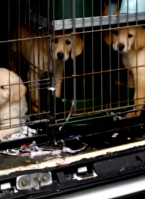 Takmer stovku šteniatok pochádzajúcich zo Slovenska našli v Nemecku. Prepravovali ich tam ilegálne