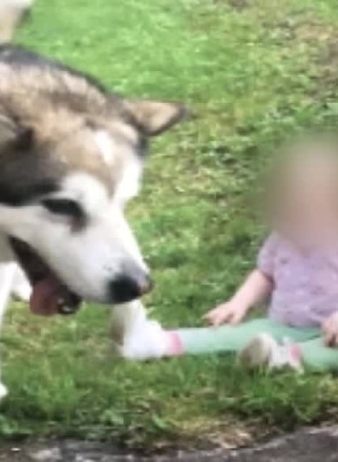 Trestný rozkaz pre psa886