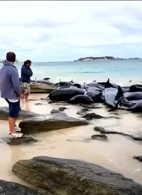 Nevysvetliteľný úkaz. Na austrálskom pobreží uviazlo okolo 150 veľrýb1195