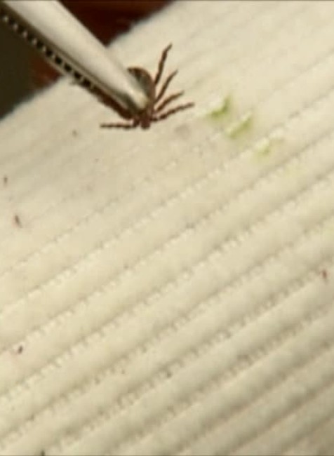 Sezóna kliešťov už začala. Malým parazitom stačili prvé slnečné lúče