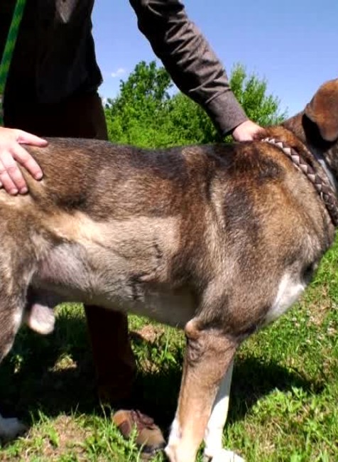 [multi] Zúrivý diviak medzi panelákmi zaútočil na psa. Majiteľ ho musel dať okamžite operovať 1156