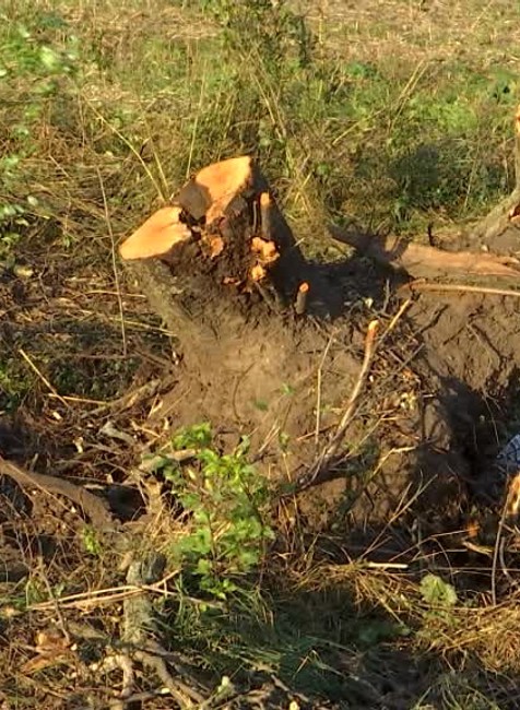 Žiadal vyrúbať päť stromov, namiesto nich padli stovky. Škody na chránenom území rieši polícia6646