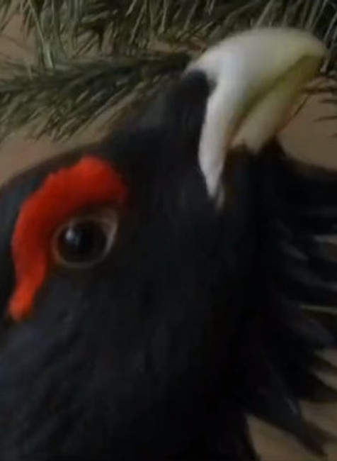 Slovensku hrozí žaloba od Európskej únie. Prichádzame o vzácneho vtáka z doby ľadovej