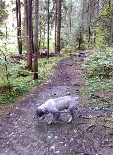 [multi] Vážna nehoda vo Zvolene 2836