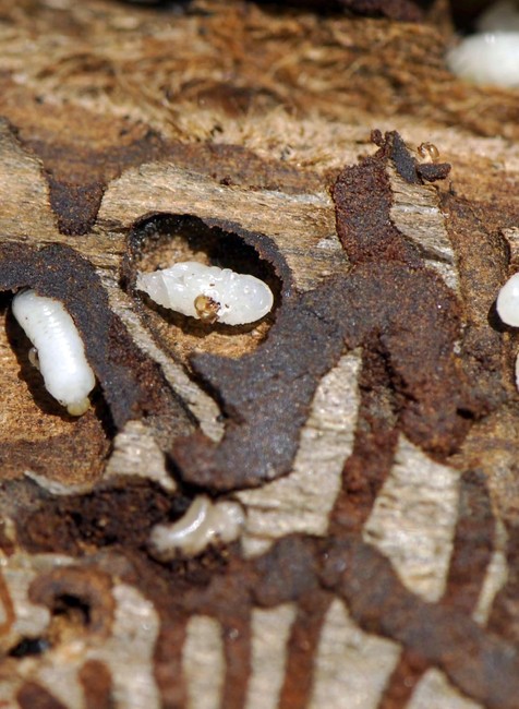 Lykožrútová kalamita sa šíri ďalej (2)