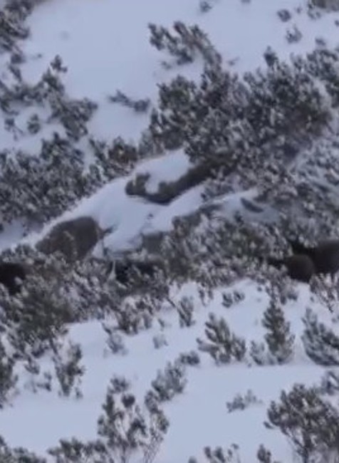  Lesníci zachraňujú kamzíky. Ohrození sú nielen snehom