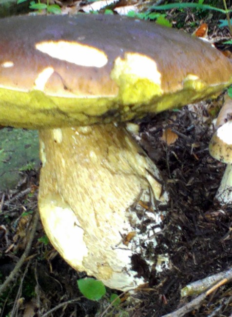 Lesný hríb huba Jakubova Voľa