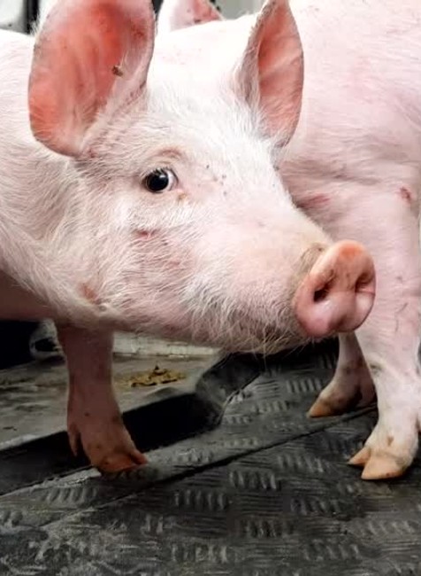 Dve prasatá na úteku potrápili policajtov a skomplikovali dopravu