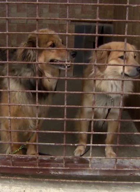 Vyhodené psíky4049