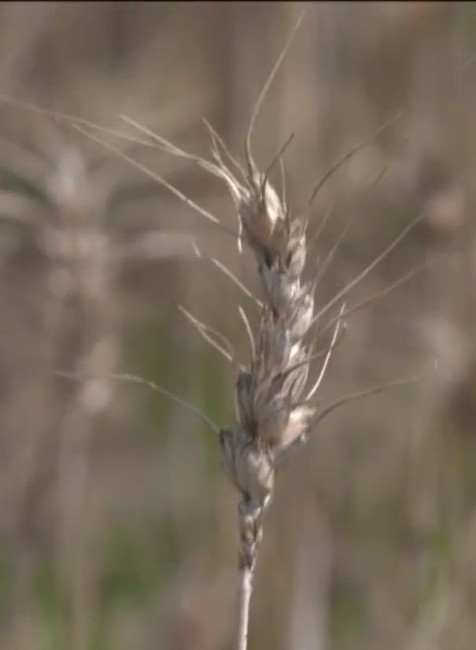 Extrémne suchá pociťujú aj v najchladnejšom kúte Slovenska. So žatvou začali na Orave o 3 týždne skôr