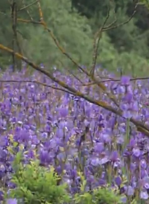 Pre krásu ničia krásu. Trhanie vzácnych kosatcov je trestne, varujú ochranári