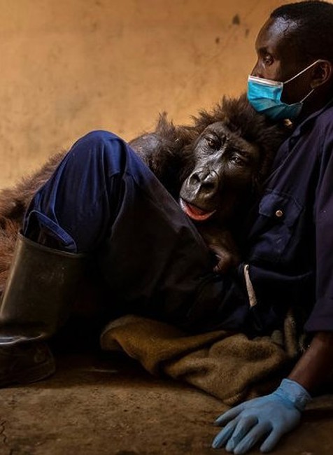 Gorila zomrela v náručí jej ošetrovateľa, ktorí ju našiel ako mláďa. FB Virunga National Park