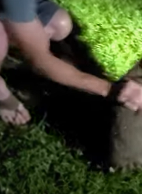 dusiaci medvedik cistotny