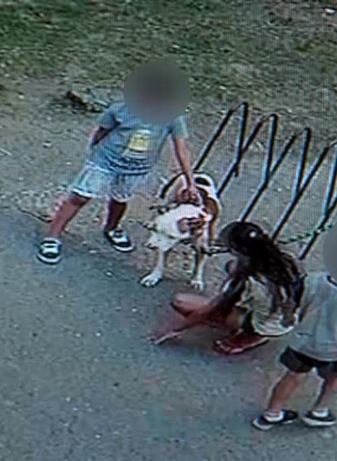 VIDEO: V Snine dohrýzol pes 13-ročného chlapca3439