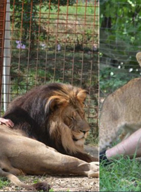 FOTO: Tragédia v Česku. Lev roztrhal svojho 33-ročného chovateľa