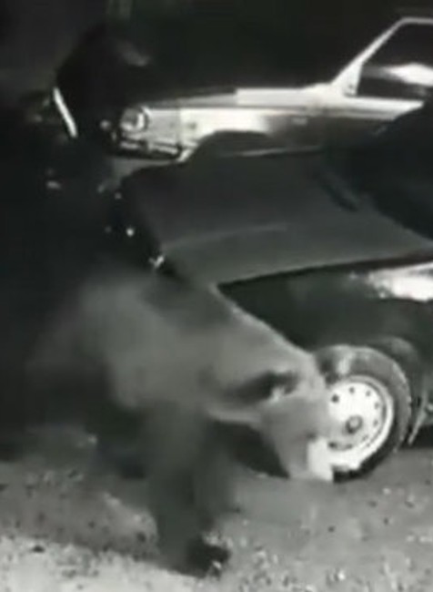 Mladý medveď navštevuje Liptov. Hoci ho špeciálne odplašia, on sa stále vracia