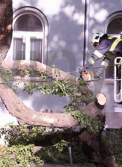 Bratislava - Štefánikova, strom, padnutý, MHD 1