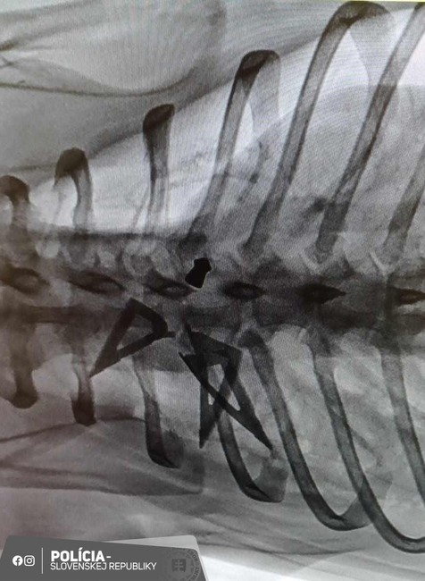 tyrany psik (1)