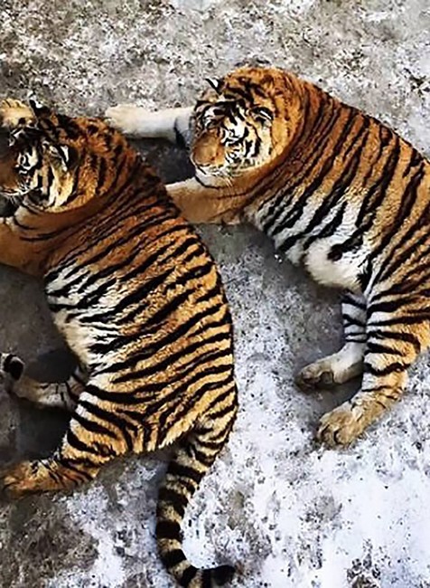 tucne tigre harbin