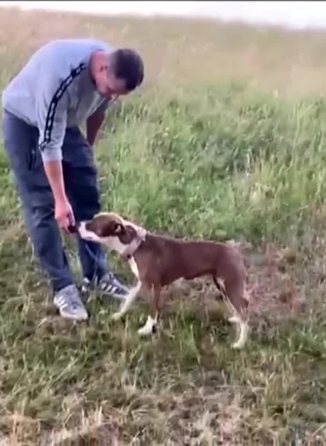 [multi] Týraný psík našiel nový domov 4801