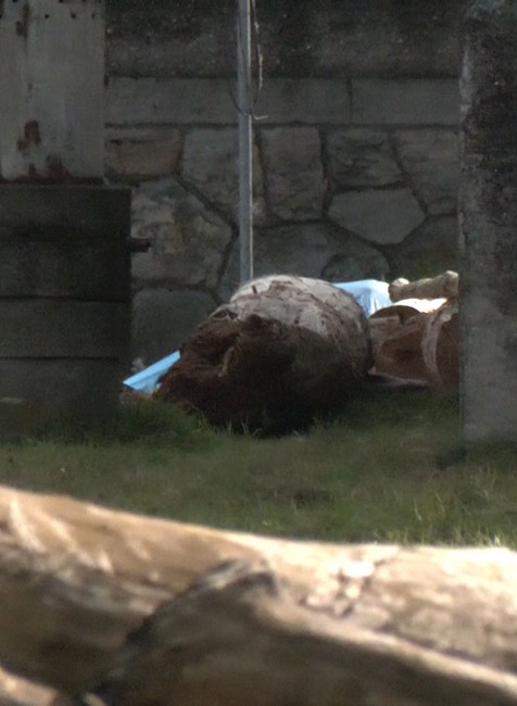 utopena zena nitra (1)