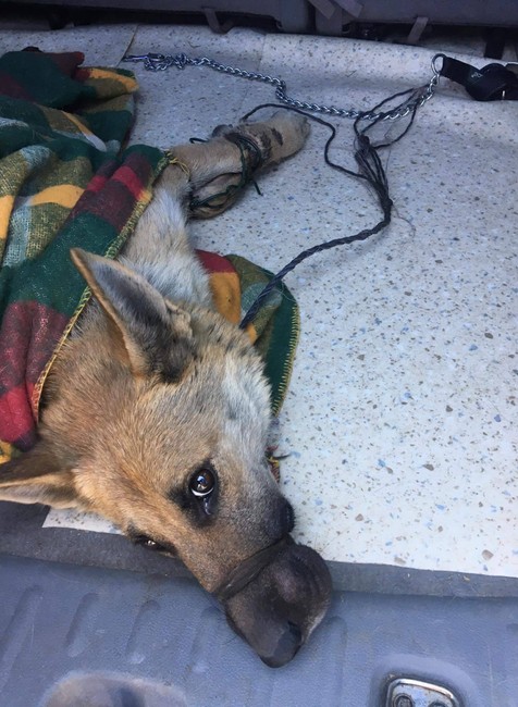 Pri Košiciach niekto vyhodil pod most zviazanú fenku