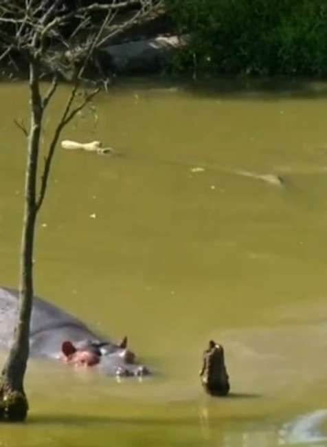 VIDEO: Roztomilé mláďa hrocha si užíva letný kúpeľ 